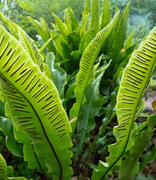 Asplenium scolopendrium